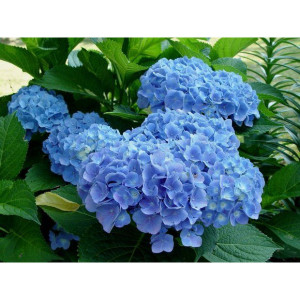 Гортензия Клеопатра Блю (Cleopatra Blue) (крупнолистная) Гортензия Клеопатра Блю (Cleopatra Blue) (крупнолистная)