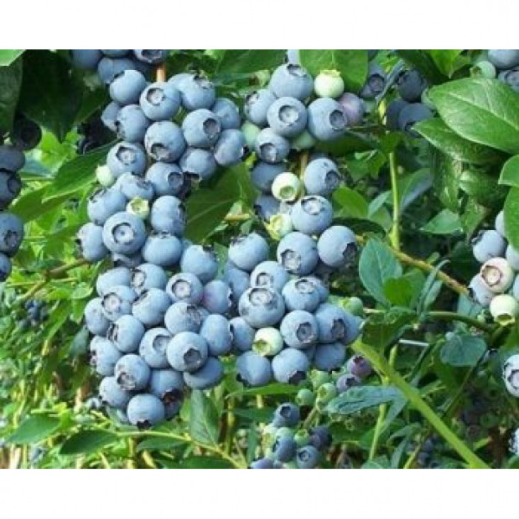 Голубика Норд Ленд - вкус и польза природы Голубика Норд Ленд - вкус и польза природы