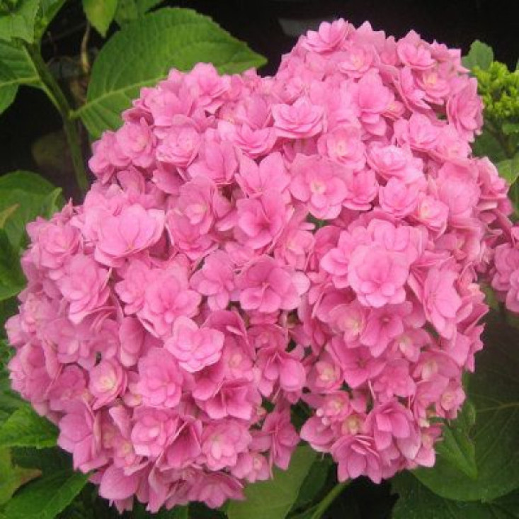 Гортензия Romance Pink (крупнолистная) - нежный цвет вашей мечты Гортензия Romance Pink (крупнолистная) - нежный цвет вашей мечты
