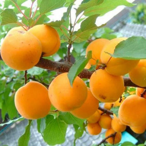Саженцы Абрикос Первенец Самары