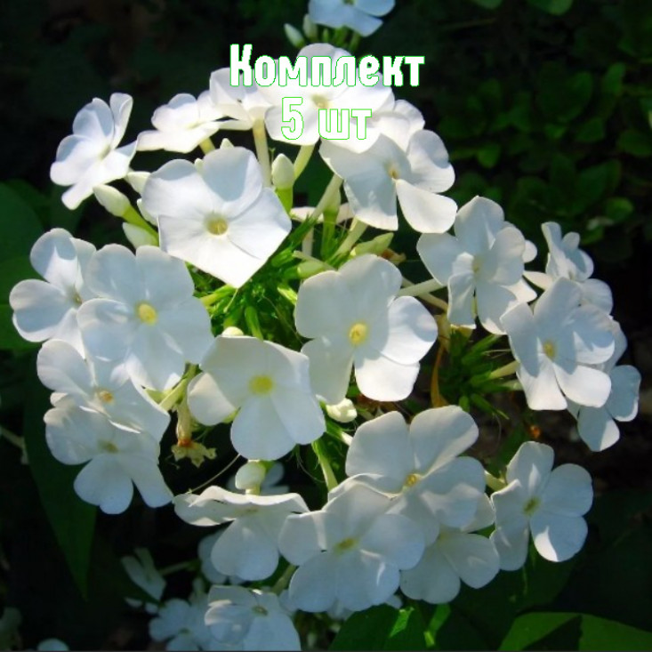Комплект 5шт / Флокс метельчатый Дэвид Комплект 5шт / Флокс метельчатый Дэвид