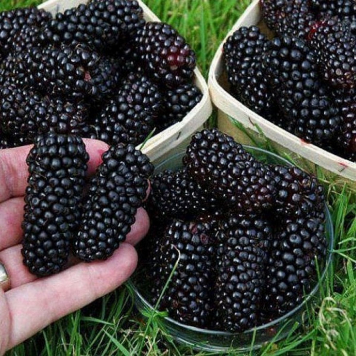 Шаровидная шелковица Черный принц - высокая урожайность и отличный вкус Шаровидная шелковица Черный принц - высокая урожайность и отличный вкус