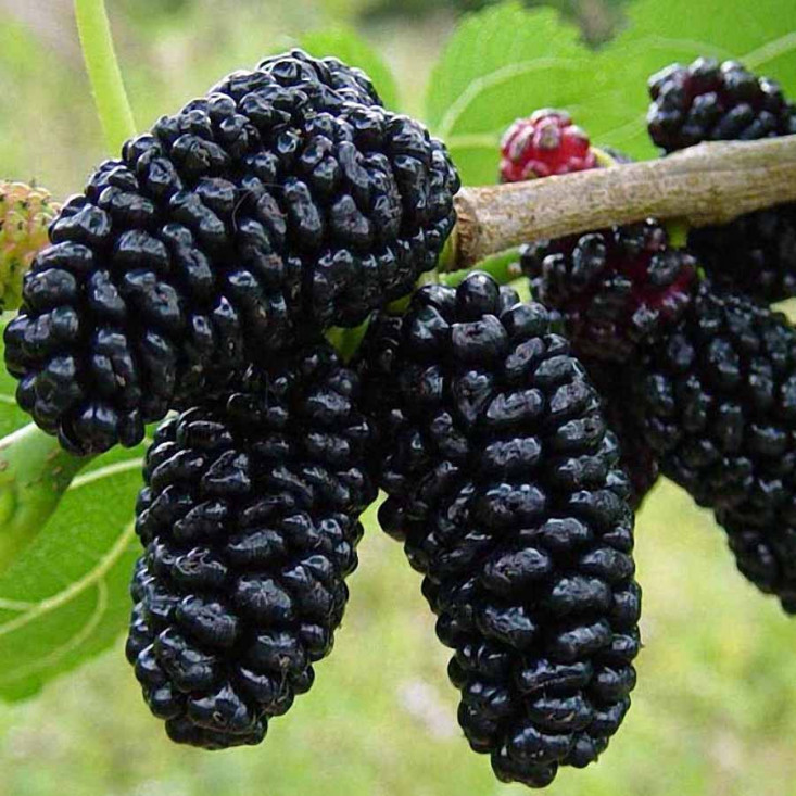 Шаровидная шелковица Шелли - Удивительный вкус и здоровый выбор Шаровидная шелковица Шелли - Удивительный вкус и здоровый выбор