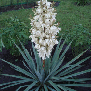 Юкка Нитчатая (Yucca filamentosa)